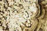 Swirling Polished Chocolate Calcite Slab - Pakistan #383376-1